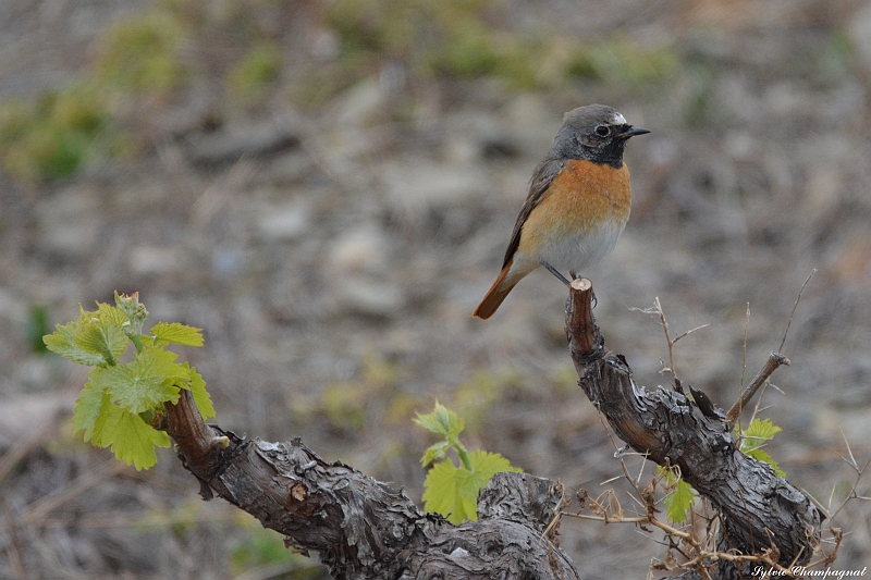 Rouge queue à front blanc   Cosprons .JPG